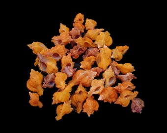Sea shell -  Chicomurex sp. - 15-23mm - 40PCS!!!