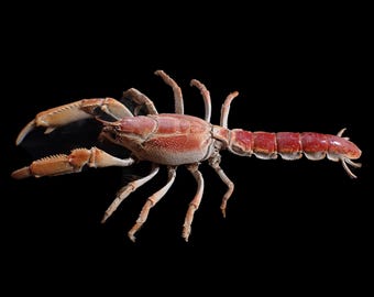 Marine Life - Mud lobster - 253mm