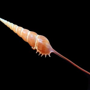 May include: A long, slender seashell with a spiral body and a pointed tip. The shell transitions from a light cream color at the tip to a warm brown hue, with a dark brown, elongated extension. The background is solid black.