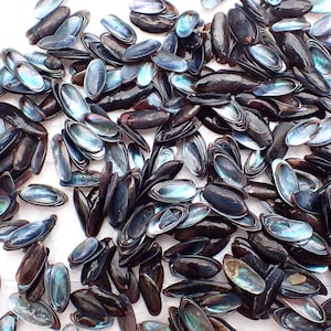 Sea shell - stomateela lintriculata small shells for sailor vaelntines  8-12-m.m.the upper part is black inside is silver.100-pcs /lot