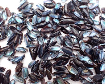 Sea shell - stomateela lintriculata small shells for sailor vaelntines  8-12-m.m.the upper part is black inside is silver.100-pcs /lot