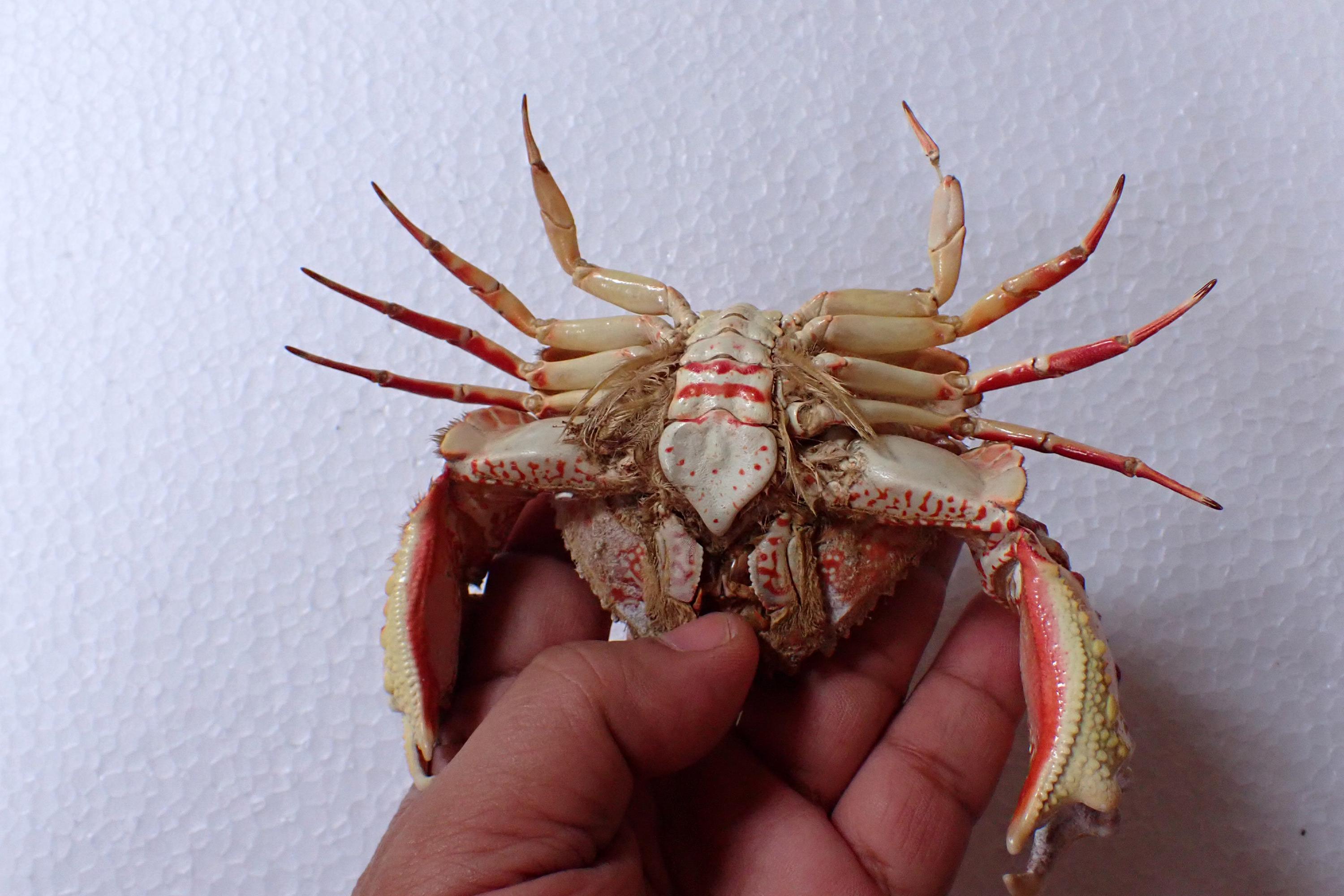 Marine Life - Calappa Bicornis - Crab Taxidermy - 17x13cm NICE VIVID ...