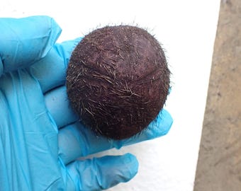 Sea Urchin -  Sea Urchin Test - 63mm.