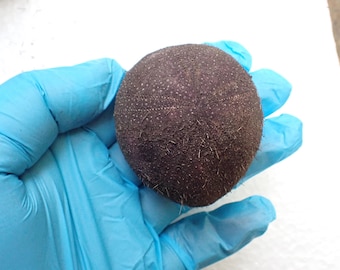 Sea Urchin -  Sea Urchin Test - 62mm.