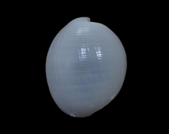Sea shell -  Atys naucum - 50mm