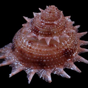 Sea Shell - Bolma persica (peach bolma) 30mm - RARE and BEAUTIFUL SPINE!