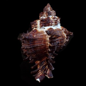 以下が含まれることがあります： 茶色と白の貝殻で、質感のある表面と螺旋状の形をしています。 貝殻は尖った上部と広い基部を持ち、背景は暗いです。 貝殻の隆起と模様が見えます。