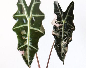 Alocasia Pink Amazonica
