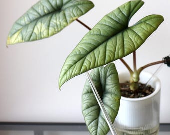Alocasia Platinum Aurea
