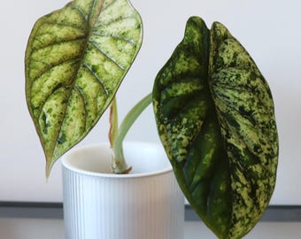 Alocasia Dragon Scale Mint