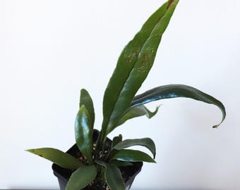 Blue Oil Fern