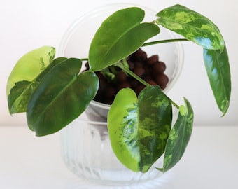 Philodendron Burle Marx Variegated
