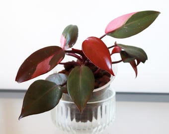 Philodendron Persimmon Princess