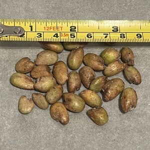 May include: A close-up of a pile of approximately 20 light brown and green seeds. The seeds are scattered on a grey surface. A yellow measuring tape with black markings is visible at the top of the image. The tape reads "12 FEET" and has markings for inches and centimetres.