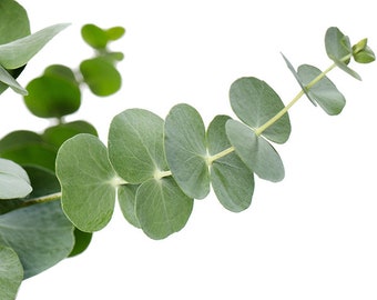 May include: A sprig of eucalyptus with green leaves arranged in a curved shape against a white background.