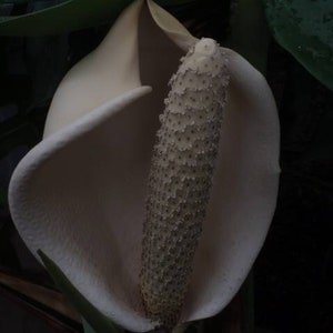 May include: A white flower with a textured, cream-coloured spadix in the centre. The flower is surrounded by a large, white spathe.