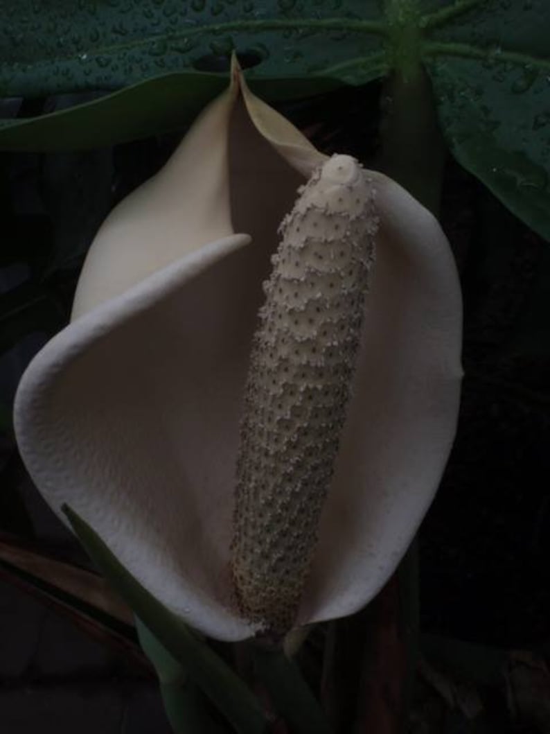 May include: A white flower with a textured, cream-coloured spadix in the centre. The flower is surrounded by a large, white spathe.
