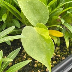 May include: A close-up of a green heart-shaped leaf with a yellow spot. The leaf is growing in a pot with dark brown soil and other green plants.