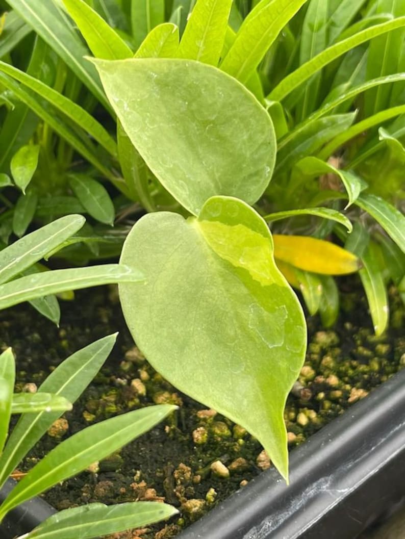 May include: A close-up of a green heart-shaped leaf with a yellow spot. The leaf is growing in a pot with dark brown soil and other green plants.