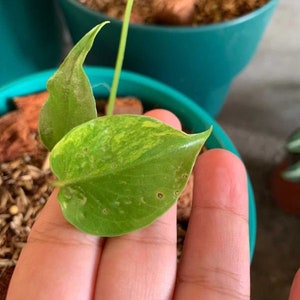 May include: A close-up of a variegated leaf with yellow and green markings. The leaf has brown spots and is held in a hand.