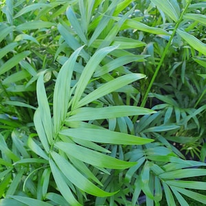 Parlor Palm &quot;Chamaedorea elegans&quot; seeds Popular house plant BULK, FRESH, ORGANIC