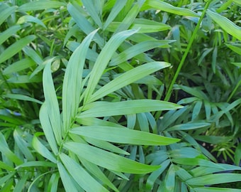 May include: A close-up of a lush green plant with long, narrow leaves. The leaves are arranged in a fan-like pattern, creating a textured and vibrant display.