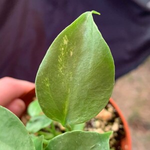 May include: A close-up of a green plant with variegated leaves. The leaves have a light green and yellow colour pattern. The plant is in a brown pot.