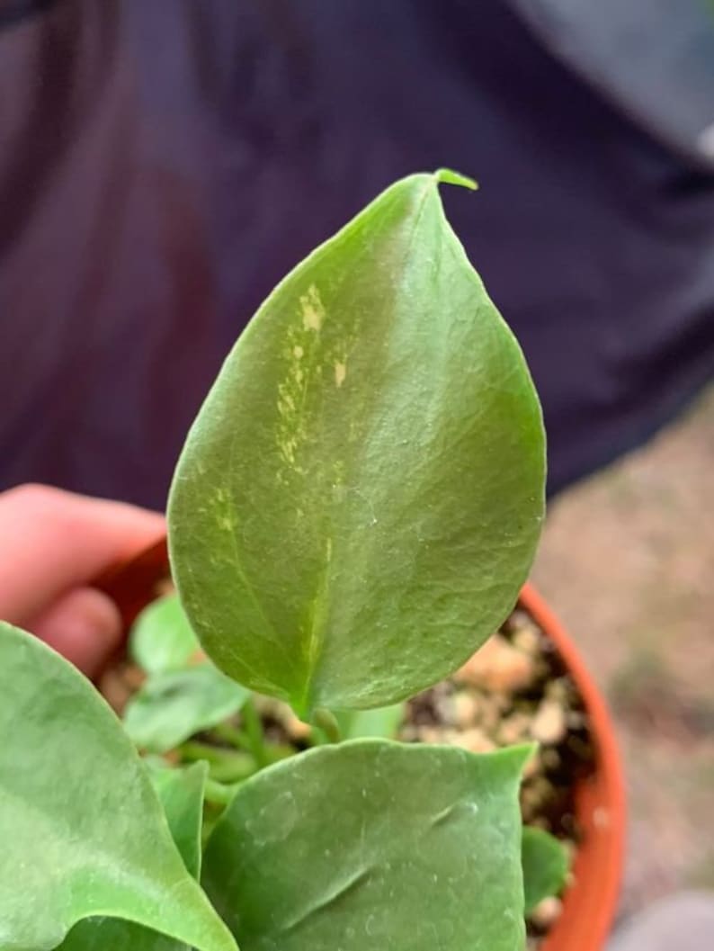May include: A close-up of a green plant with variegated leaves. The leaves have a light green and yellow colour pattern. The plant is in a brown pot.