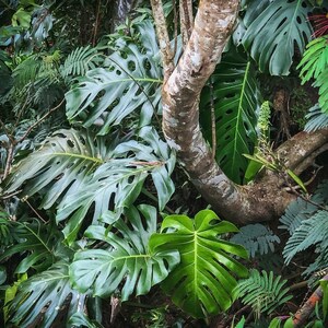 May include: A close-up of a large, green monstera plant with large, deeply lobed leaves. The plant is growing up a tree trunk, which is covered in light brown bark. The leaves are a vibrant green and have a glossy finish.