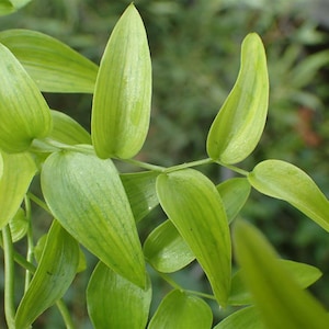 Asparagus asparagoides &quot;Bridal creeper&quot; seeds Popular Houseplant ORGANIC, FRESH, BULK supplier