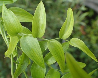 May include: Close-up of a green plant with long, narrow leaves. The leaves have a light green color and are arranged in a symmetrical pattern.