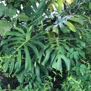 May include: A close-up of a large, green monstera plant with large, fenestrated leaves. The plant is growing in a lush, tropical environment.