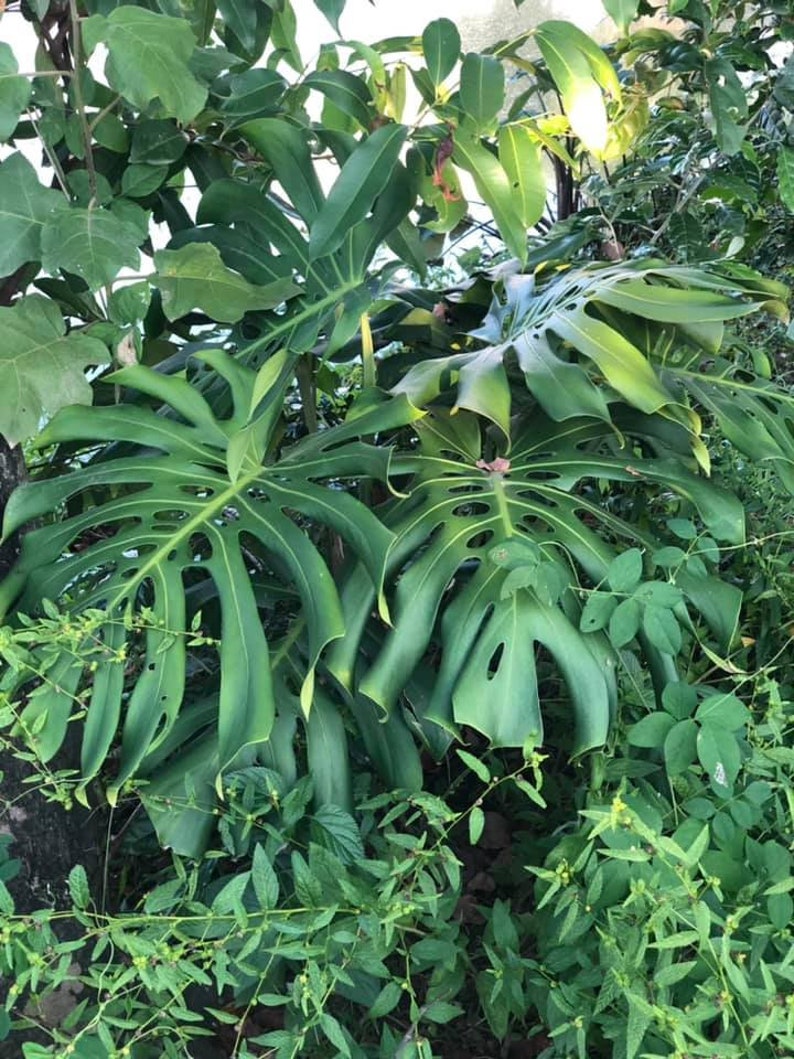 May include: A close-up of a large, green monstera plant with large, fenestrated leaves. The plant is growing in a lush, tropical environment.