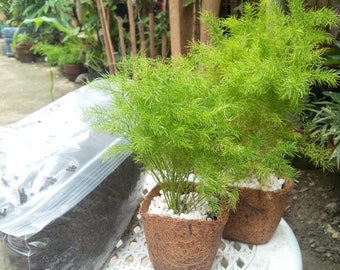 May include: Two small potted plants with bright green, fern-like foliage. The plants are in square, woven brown pots filled with white pebbles. A clear plastic bag of dark soil sits nearby, suggesting gardening supplies.