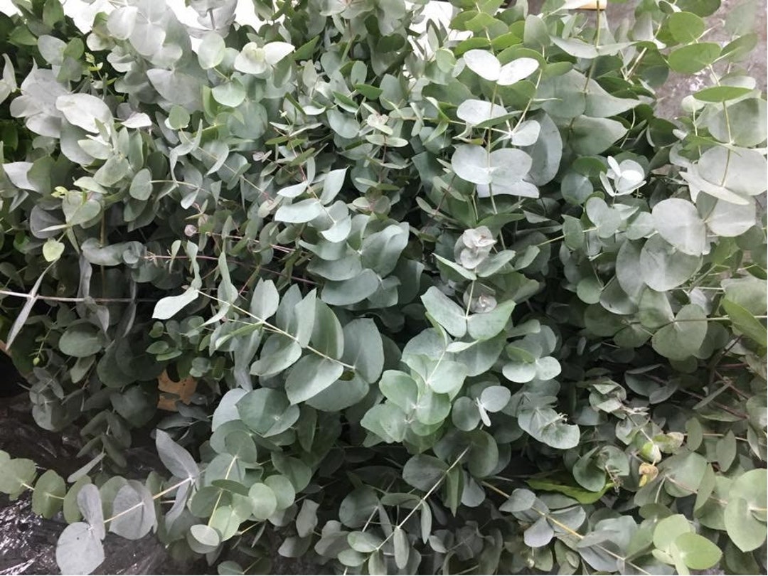 Eucalyptus Cinerea "silver Dollar Eucalyptus" Seeds Wedding Cut-foliage  BULK, ORGANIC, FRESH - Etsy