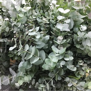 Eucalyptus cinerea &quot;Silver Dollar Eucalyptus&quot; seeds Wedding Cut-Foliage BULK, ORGANIC, FRESH