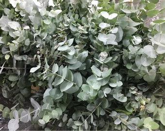 May include: A bunch of eucalyptus leaves, a popular greenery used in floral arrangements and home decor.