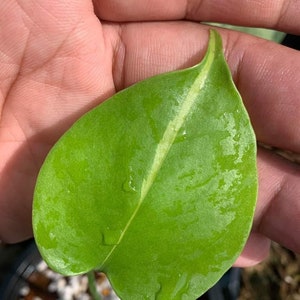 May include: A close-up of a single, heart-shaped, green leaf with a white stripe down the centre. The leaf is slightly curled at the edges and has a glossy finish.