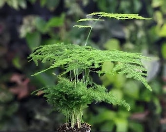 May include: A small potted plant with long, thin, green leaves. The plant is in a grey pot and is sitting on a black surface.