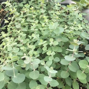 Eucalyptus pulverlenta baby blue &#39;dwarf blue&#39; Wedding Cut-Foliage seeds BULK, ORGANIC, FRESH