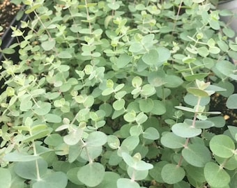 May include: A close-up of a group of small, green eucalyptus plants with round leaves. The plants are growing in a pot and are ready to be planted.