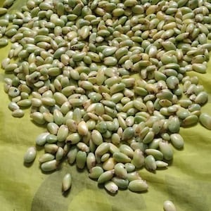 Monstera deliciosa &quot;Swiss cheese plant&quot; seeds Popular House plant FRESH, ORGANIC, BULK supplier