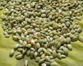 Monstera deliciosa "Swiss cheese plant" seeds Popular House plant FRESH, ORGANIC, BULK supplier