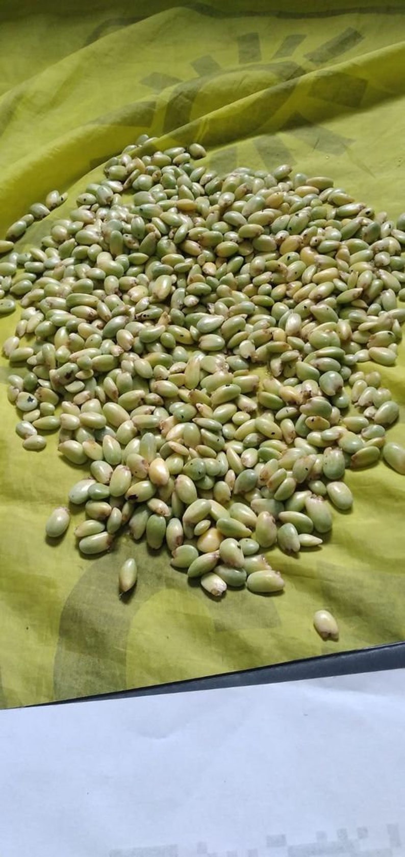 May include: A large pile of light green and white seeds on a yellow fabric background.