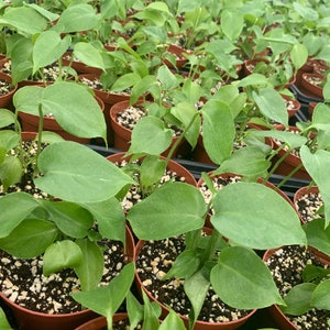May include: Close-up of a group of green potted plants with heart-shaped leaves. The plants are in brown pots and are arranged in rows.