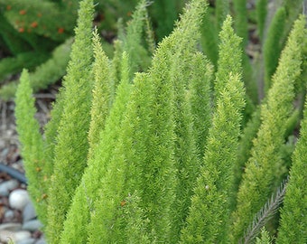 May include: A close-up of a cluster of green asparagus ferns. The ferns are tall and slender, with delicate, feathery fronds.