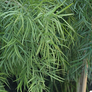 Podocarpus gracilior &quot;Fern Pine&quot; seeds BULK, FRESH, ORGANIC - Houseplant