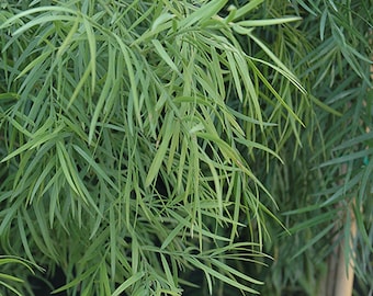 May include: Close-up of a green leafy plant with long, thin leaves. The leaves are arranged in a dense, bushy pattern, creating a lush and vibrant texture.