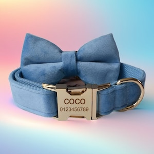 Op de afbeelding: Een lichtblauwe fluwelen hondenriem met een bijpassende strik en een gouden gesp. De gesp is gegraveerd met de naam "Coco" en het telefoonnummer "0123456789".