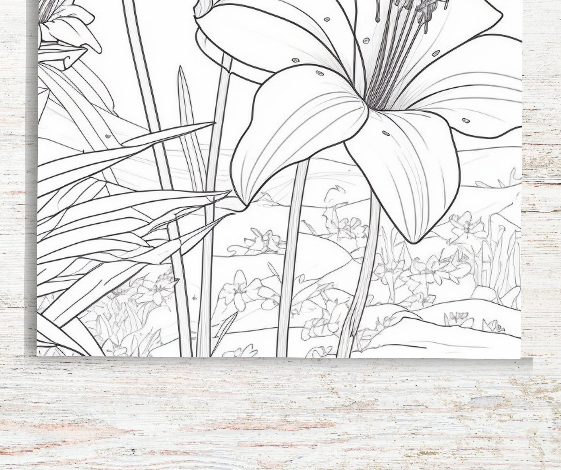 KDP Interior 50 Lily Flower Coloring Pages for Adults | 8.5" X 11" Pdf ...